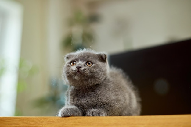 Cute playful scottish gray kitten on wooden table workplace