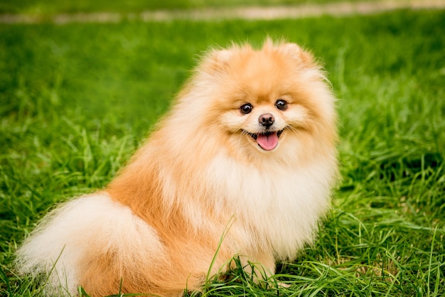 Cute pomeranian dog at the park