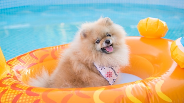 cute pomeranian dog relaxing and floating in a floating inflatable device in the swimming pool