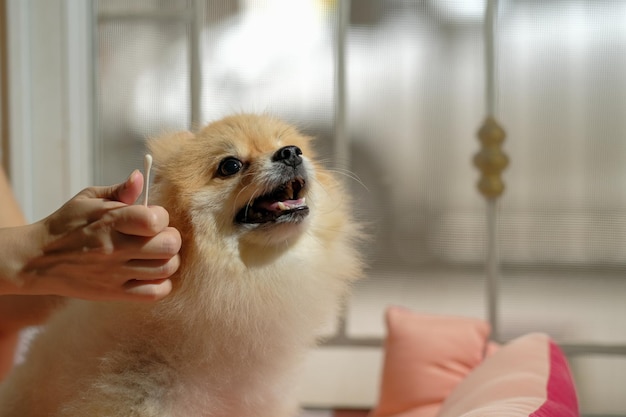 Cute Pomeranian dog with ear picking for cleaning from owner Cleaning the dog's ears on home background pet grooming in stay house Pet care