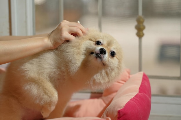 Cute Pomeranian dog with ear picking for cleaning from owner Cleaning the dog's ears on home background pet grooming in stay house Pet care