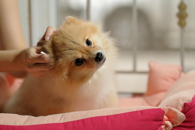 Cute Pomeranian dog with ear picking for cleaning from owner Cleaning the dog's ears