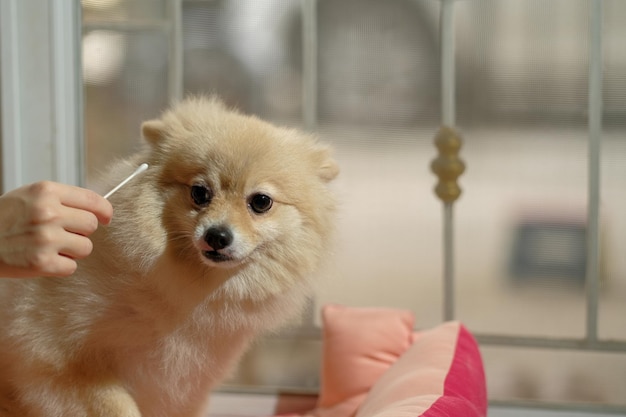 Cute Pomeranian dog with ear picking for cleaning from owner Cleaning the dog's ears