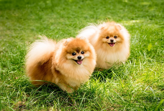 Cute pomeranian dogs at the park