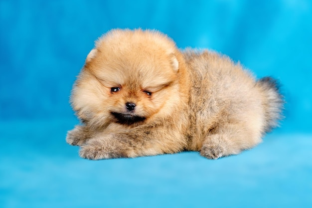 Cute Pomeranian puppy 2 months old lies and looks at the camera