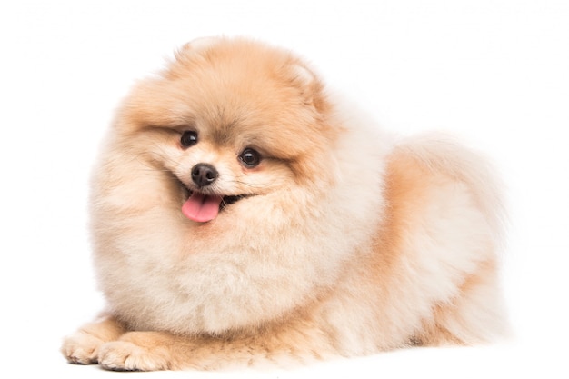 Cute pomeranian spitz