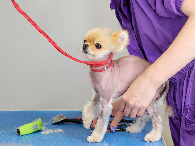 Cute Pomeranian with problematic fur while grooming on the table