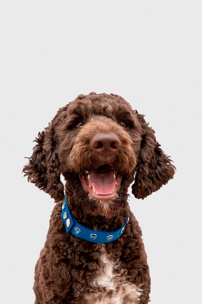 Cute poodle with tongue out