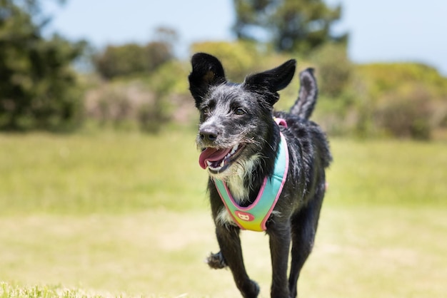 cute portrait of a black dog running