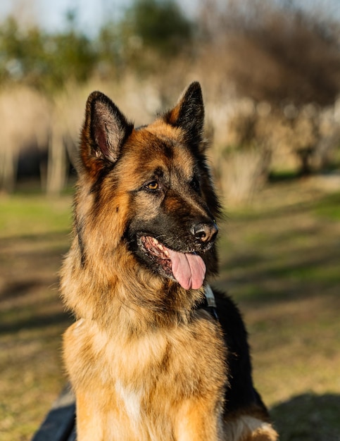 Cute, powerful German Shepherd dog looking for something