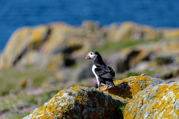 Cute puffin bird