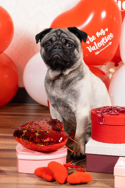 A cute pug celebrates Valentine's Day among balls and gift boxes