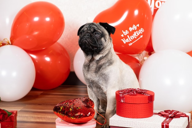 A cute pug celebrates Valentine's Day among balls and gift boxes