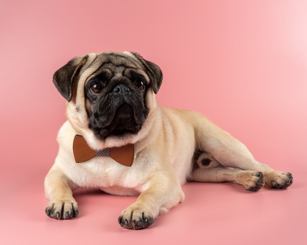 Photo cute pug dog with bowtie on pink.