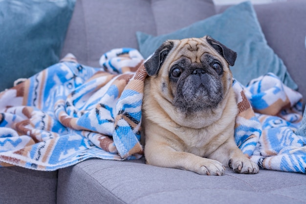 Cute pug is wrapped in warm blanket with blue ornament.