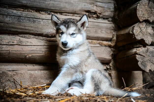 Cute puppy alaskan malamute run on grass garden