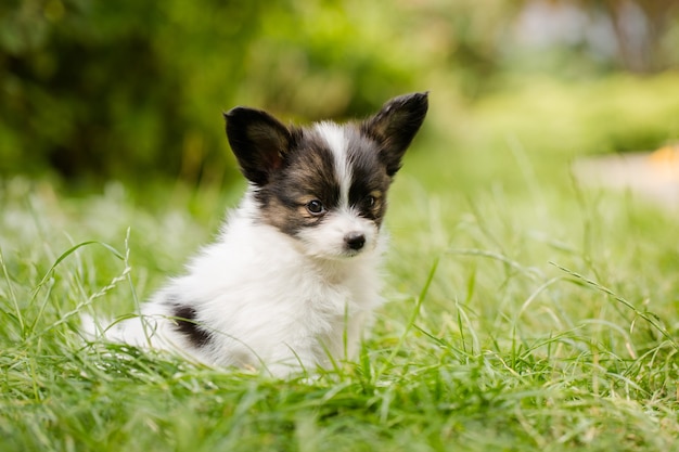 Cute puppy of breed papillon on green grass in the garden