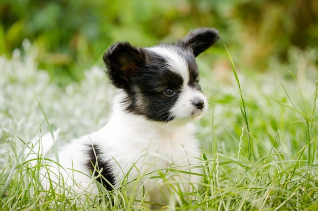 Cute puppy of breed papillon on green grass in the garden