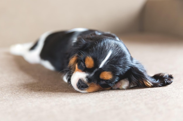 Cute puppy of cavalier spaniel sleeping on a sofa