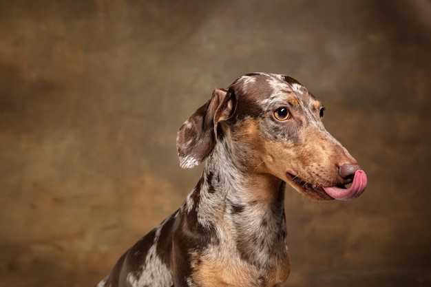 Cute puppy of Dachshund dog posing isolated over brown background