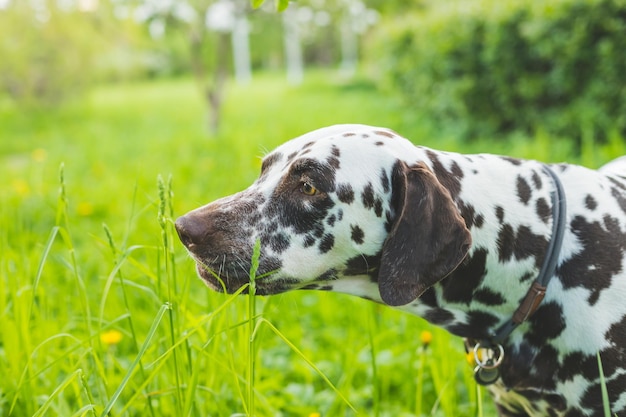 Cute puppy Dalmatian for a walk in the Park portraitSummer portrait of cute and smiling dalmatian dog with black spots Nice and beautiful dalmatian dog from 101 dalmatian movie family pet