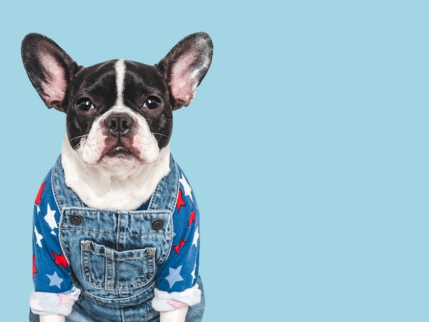 Photo cute puppy and denim overalls studio shot