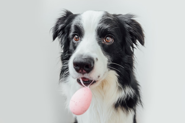 Cute puppy dog border collie holding Easter egg in mouth isolated on white background