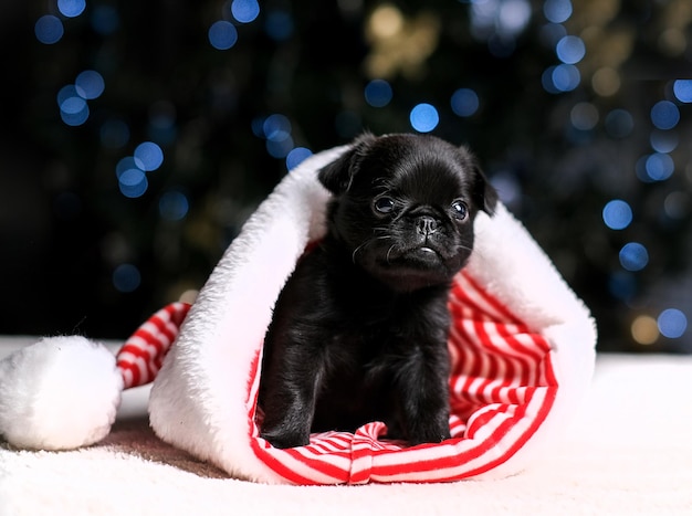 Cute puppy dog griffon is sleeping in Santa hat. New year tree bokeh background. Small funny face. C