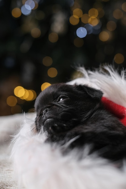 Cute puppy dog griffon is sleeping in Santa hat. New year tree bokeh background. Small funny face. C