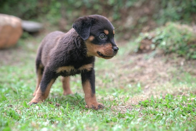 Cute puppy dog standing in a garden