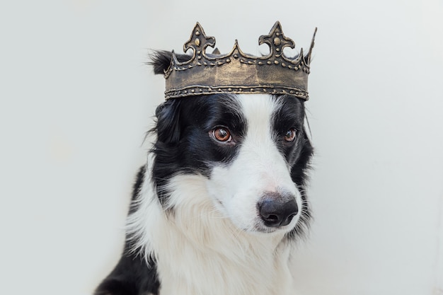 Cute puppy dog with funny face border collie wearing king crown isolated on white background