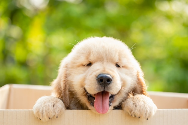 Cute puppy (Golden Retriever) standing in cardboard box on green nature blur