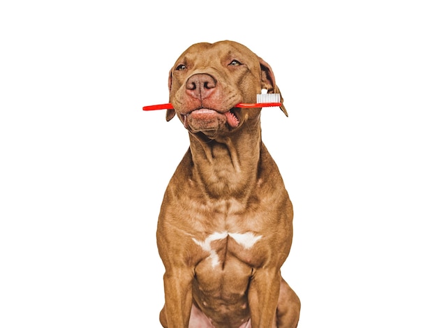 Cute puppy holding toothbrush Closeup Studio shot