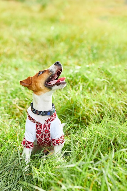 Cute puppy Jack Russell terrier a patriot of Ukraine