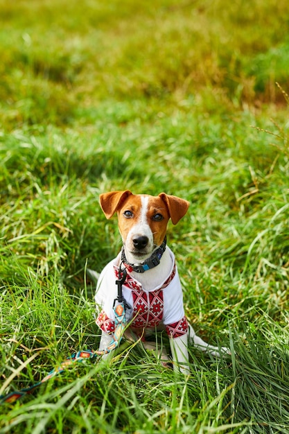 Cute puppy Jack Russell terrier a patriot of Ukraine