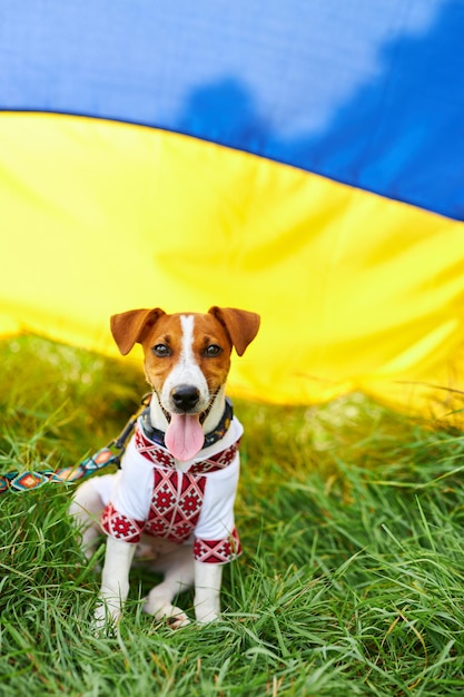 Cute puppy Jack Russell terrier a patriot of Ukraine