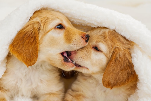 Cute puppy lies on a blanket Hovawart breed cute and funny young puppy