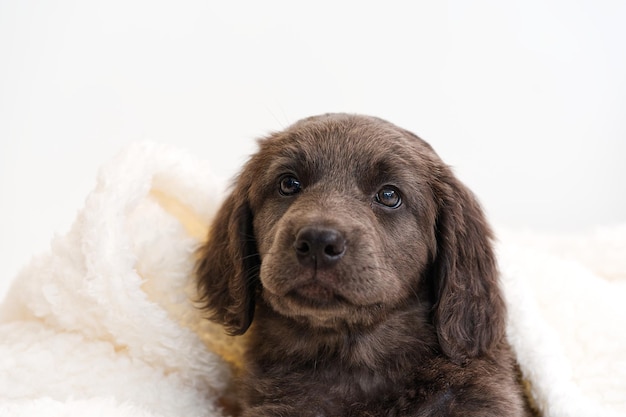 Cute puppy lies on a blanket Hovawart breed cute and funny young puppy