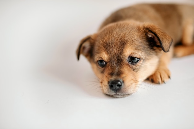 Cute puppy lies on a gray background