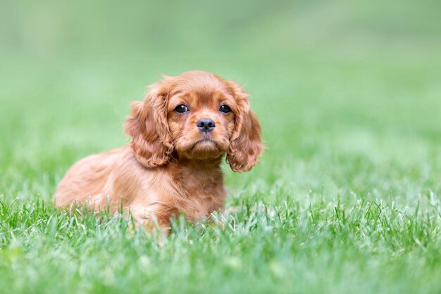 Cute puppy lying on the grass in the garden