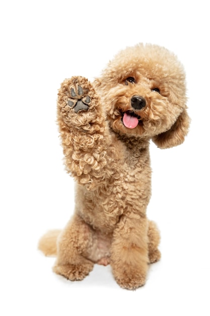 Cute puppy of Maltipoo dog posing isolated over white background