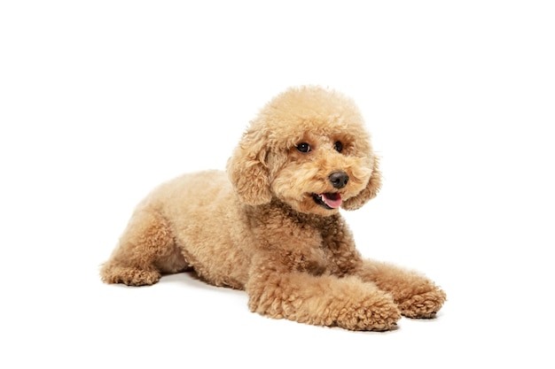 Cute puppy of Maltipoo dog posing lying on floor isolated over white studio background Pets love