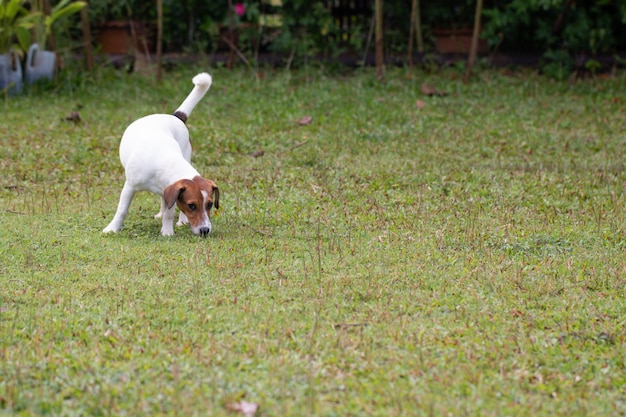 Cute puppy play on green yard