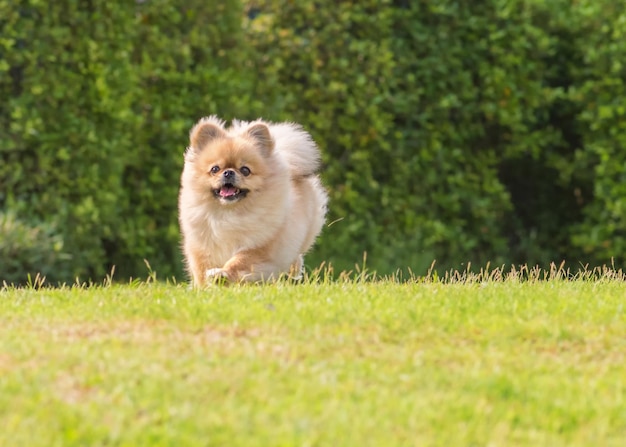 Cute puppy Pomeranian Mixed breed Pekingese dog run on the grass with happiness.