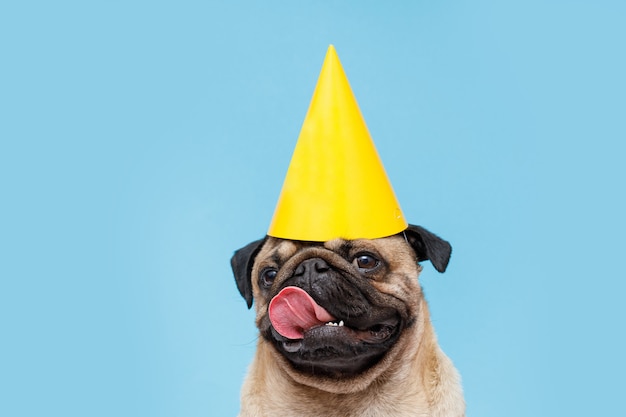 cute puppy of the pug breed with party hat on head smiling dog  