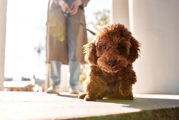 Cute puppy red toy poodle on a walk with his mistress girl in a beige raincoat and jeans the dog is