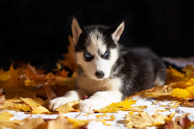 Cute puppy Siberian husky black and white in Studio