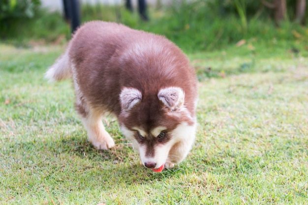 Cute Puppy of Siberian Husky dog