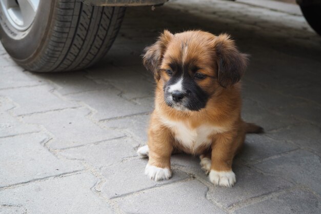 Cute puppy siting.