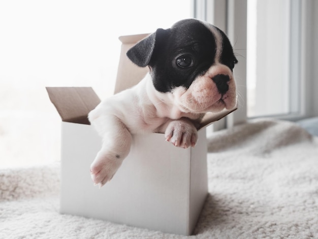 Cute puppy sits in a paper box against the window